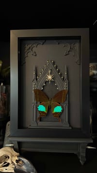 Image 1 of Papilio Paris