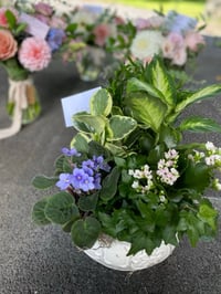 dish garden 