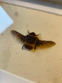 Image 2 of Pachnoda marginata peregrina (African rose beetle)