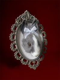 Image 1 of White Velvet Rabbit