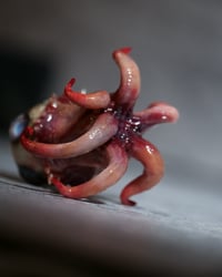 Image 10 of T. Ocellus 2” sculpture