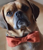 Image of Dog Bow Tie || Sewing Tutorial