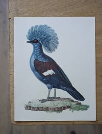 Image 3 of Planches De Bestiaire Du Muséum D'histoire Naturelle - les oiseaux .