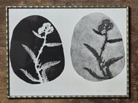 Image 7 of Achillea • Monotype paper print