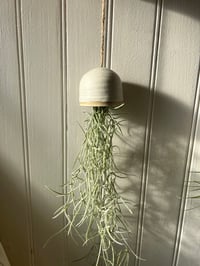 Image 2 of Tillandsia