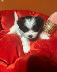 Image 5 of Shih-tzu puppies 