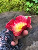 Altar Flower