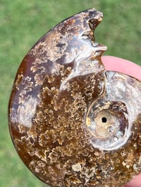 Image 8 of Ammonite Fossil | Madagascar #3051