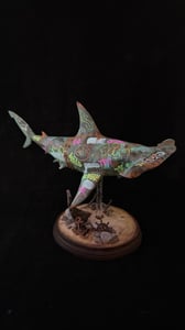 Image of  Large hammerhead