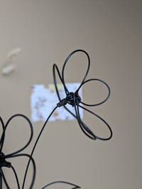 Image 4 of Duo de marguerites