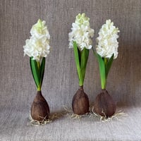 Image 3 of Hyacinth 