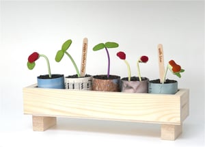 Image of Box of seedlings