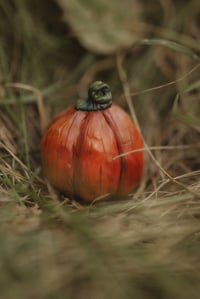 Image 1 of Pumpkin Patch