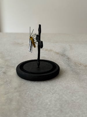 Image of Crucifix moth and crucifix faux entomology