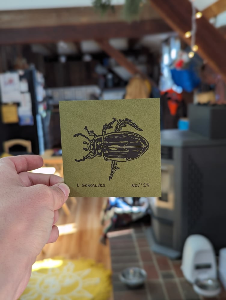 Image of Predaceous Diving Beetle print - 3.5"