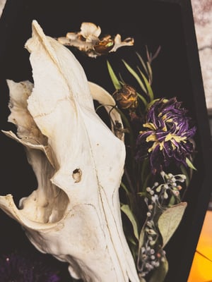 Image of Coyote Skull Coffin