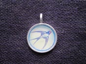 Image of Soaring swallow