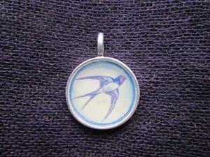 Image of Soaring swallow