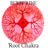 Image 3 of Wildcrafted Berberine Root extract