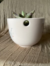 Image 2 of Red Finger Succulent in Winnie-the-Pooh Bowl