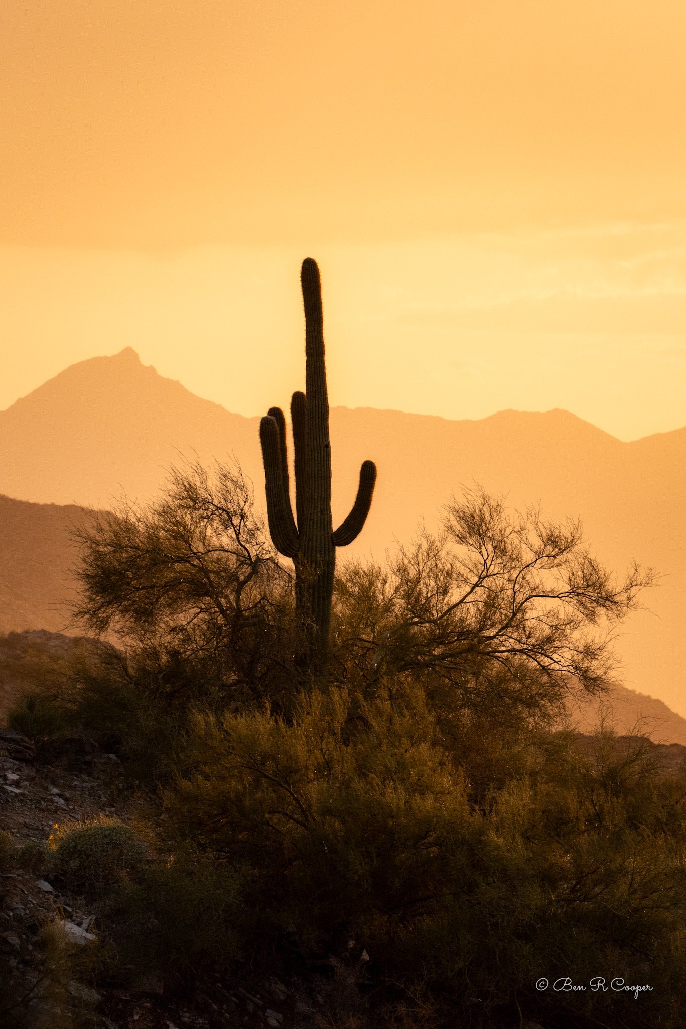 Saguaro Cactus at Dobbins Lookout