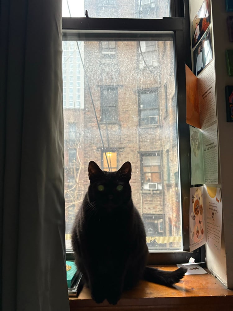 Image of rosa in the window 5x5 mini art print