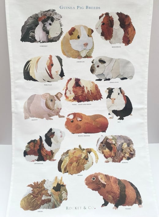 Rocket & Co. - Guinea Pig Breeds tea towel