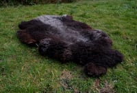 Image 2 of Harting Black Sheepskin #8