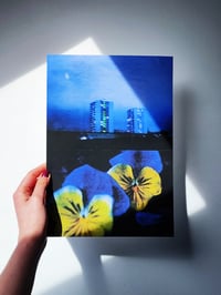 Image 3 of PANSY, BLUE AND YELLOW 
