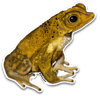 Sapo Concho | Puerto Rican Crested Toad Sticker