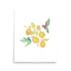 Hummingbirds & Lemons Art Print