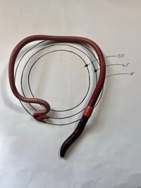 Image 4 of Standard Segmented Neck Cuff