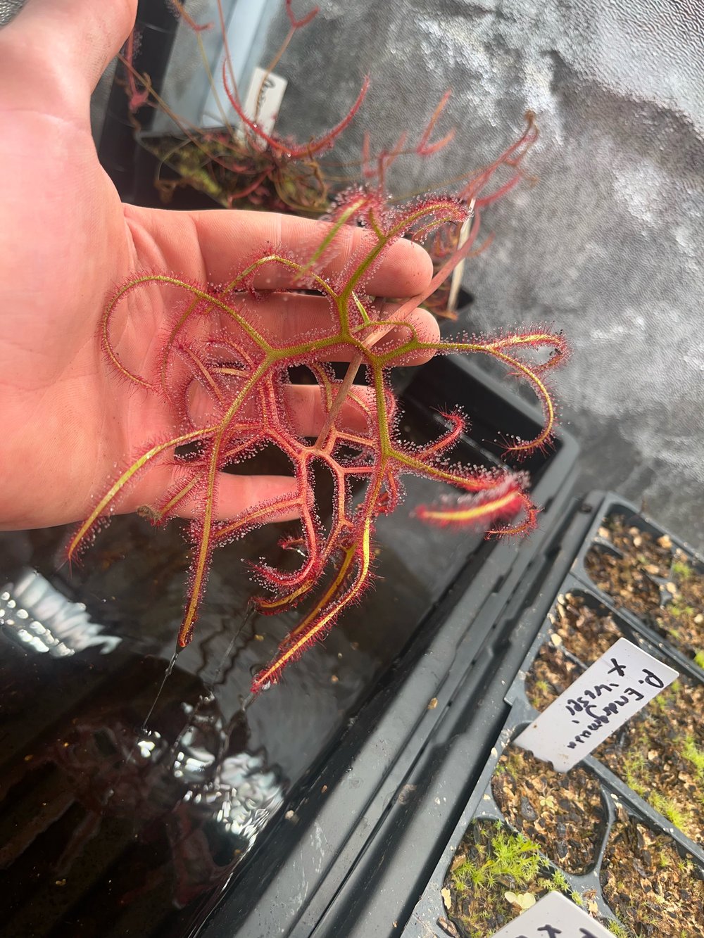 Drosera binata var. Multifida Extrema