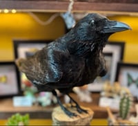 Image 2 of Taxidermy Crow  2