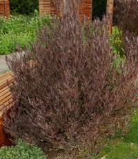 Ake Ake Dodonea Viscosa Purpurea PB3/4