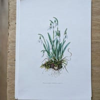 Image 9 of Planches De Botanique Camarine, Gui, Symphorine, Buis, Canneberge ...