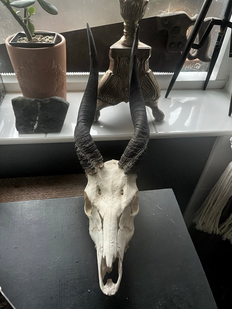 Image of African Bushbuck Skull