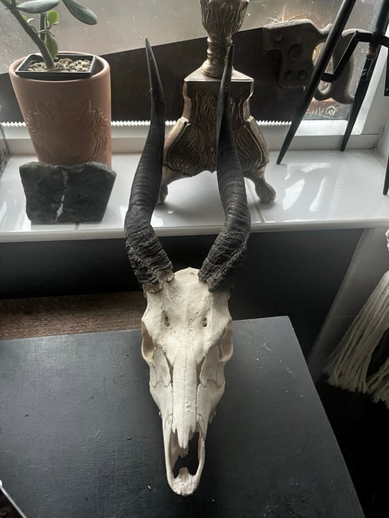 Image of African Bushbuck Skull