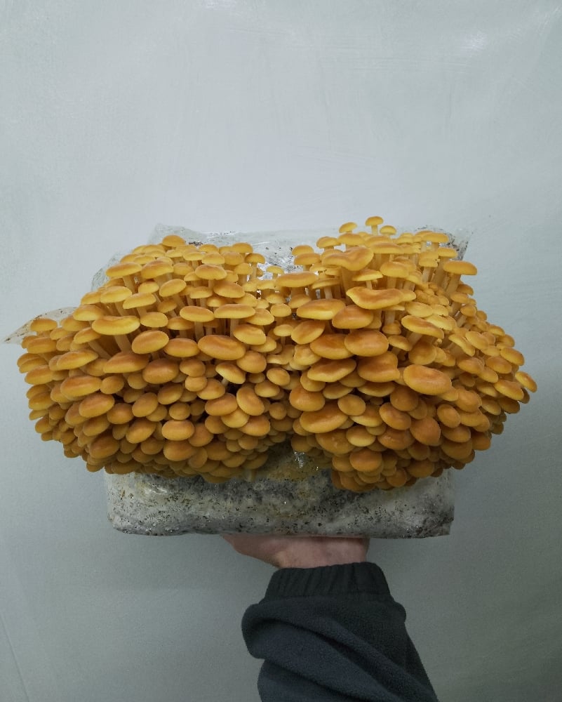 Image of Wild Enoki Grow Block