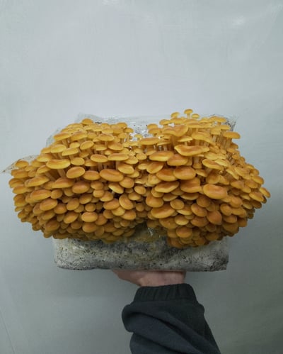 Image of Wild Enoki Grow Block