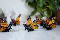 Image 2 of Monarch Butterflies