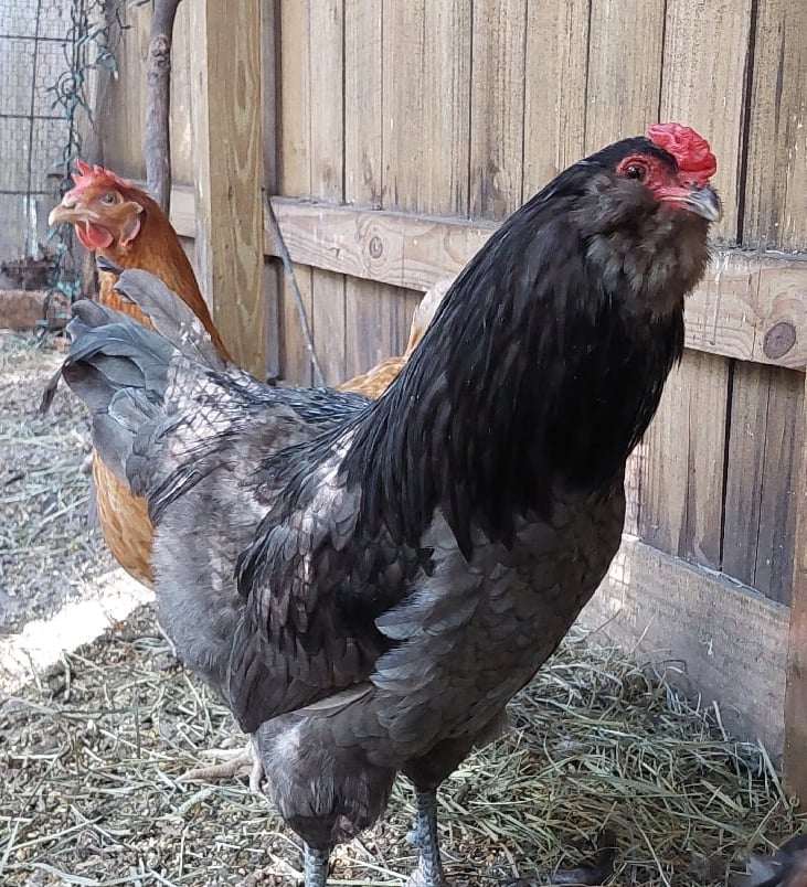 Image of Ameraucana Rooster 🐓  