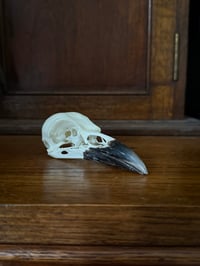 Image 1 of carrion crow 