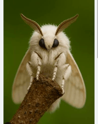 Image 2 of Venezuelan poodle moth fringe