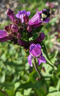 Image 2 of Cascade Penstemon : Penstemon serrulatus