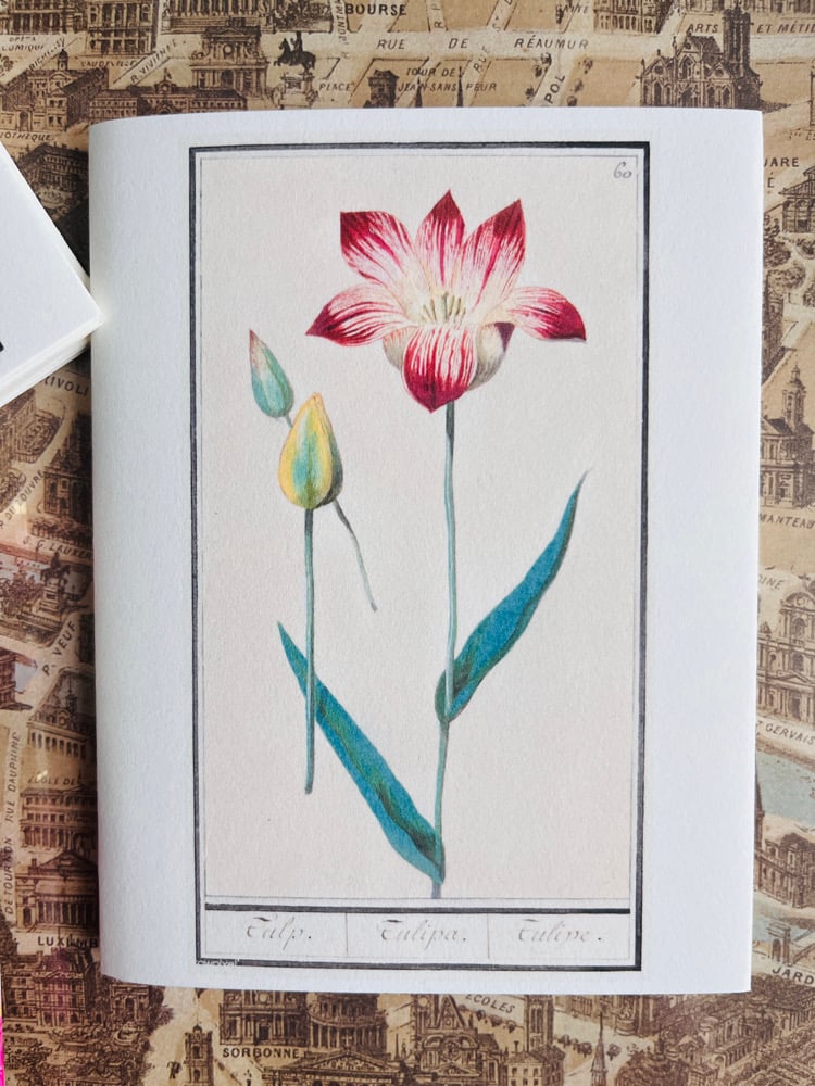 Image of 2 CT tulipes