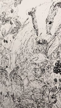 Image 4 of Badger in the Bramble