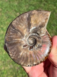 Image 11 of Purple - Rainbow Iridescent Ammonite Shell Fossil | Madagascar #2895