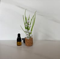 Image 5 of Car Diffuser/Air Freshener - All Natural Fragrance