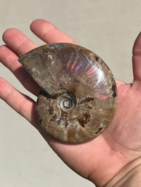 Image 2 of Purple Iridescent Ammonite Shell Fossil | Madagascar #3063